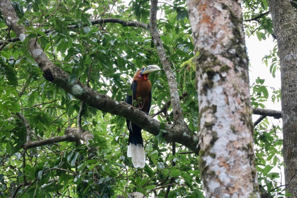 NAMDAPHA RAINFOREST TREK
