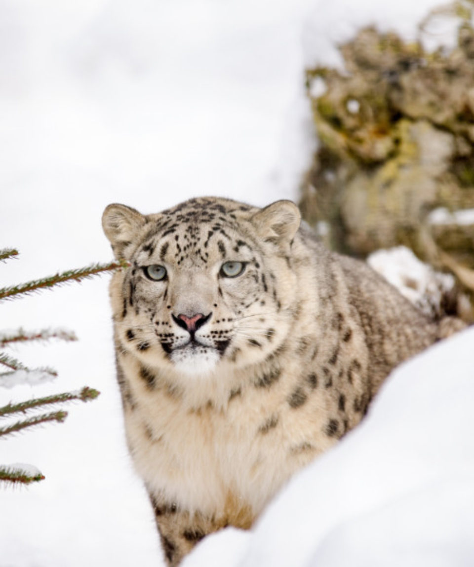 snow-winter-wildlife-wild-zoo-portrait-1280913-pxhere.com(1)