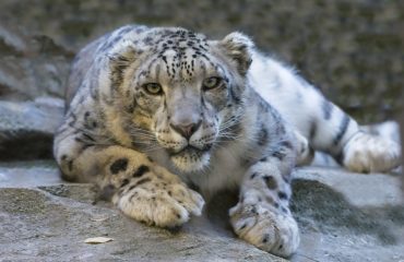 Ground Snow Leopard Reclining Staring Looking
