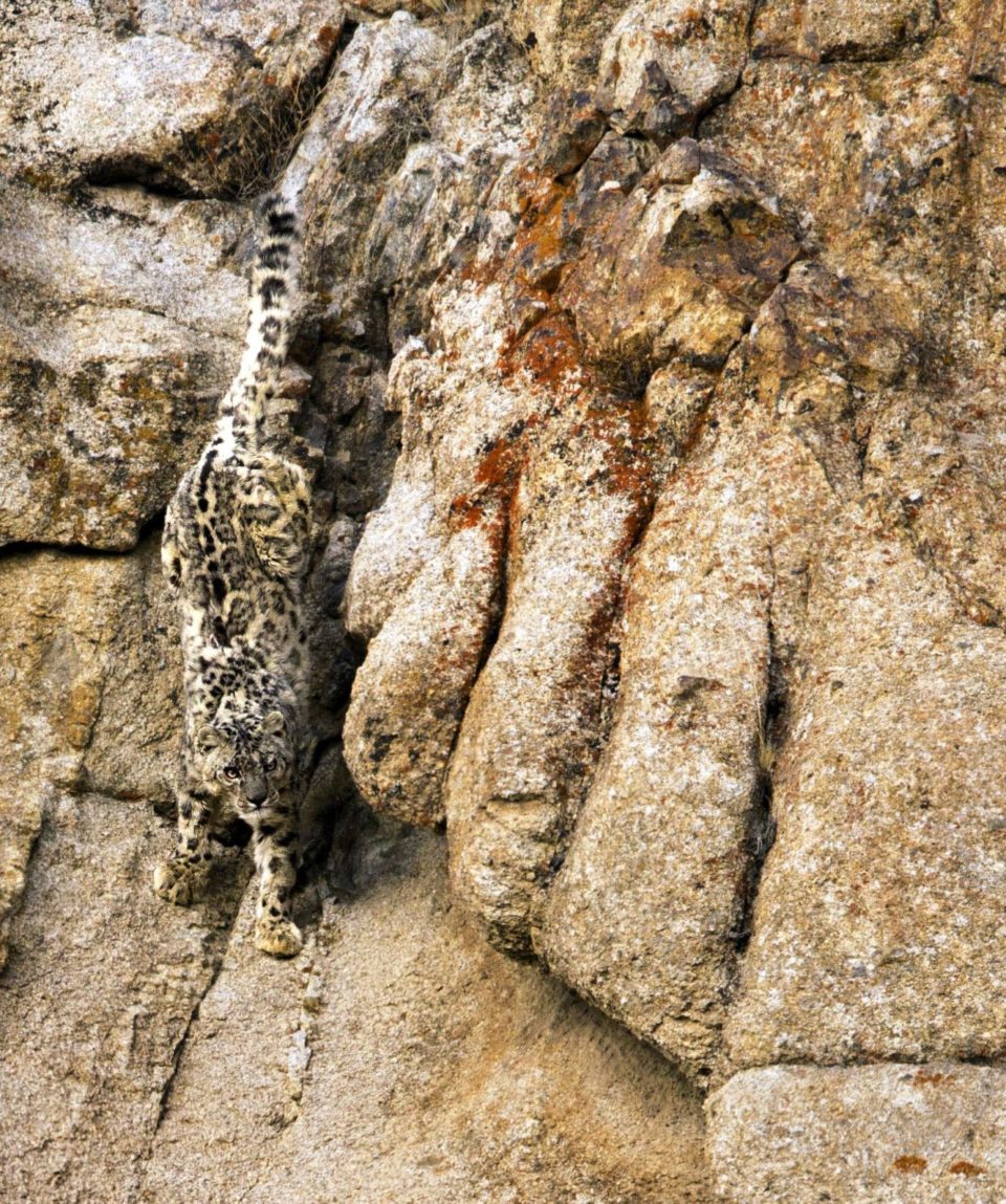 Snow-Leopard-descending-a-steep-rock-face-1-scaled