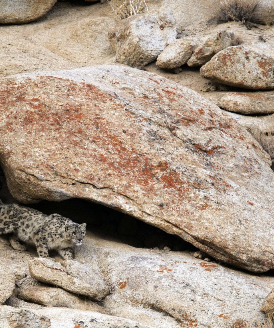 Snow-Leopard-emerging-out-from-her-cave-1-scaled