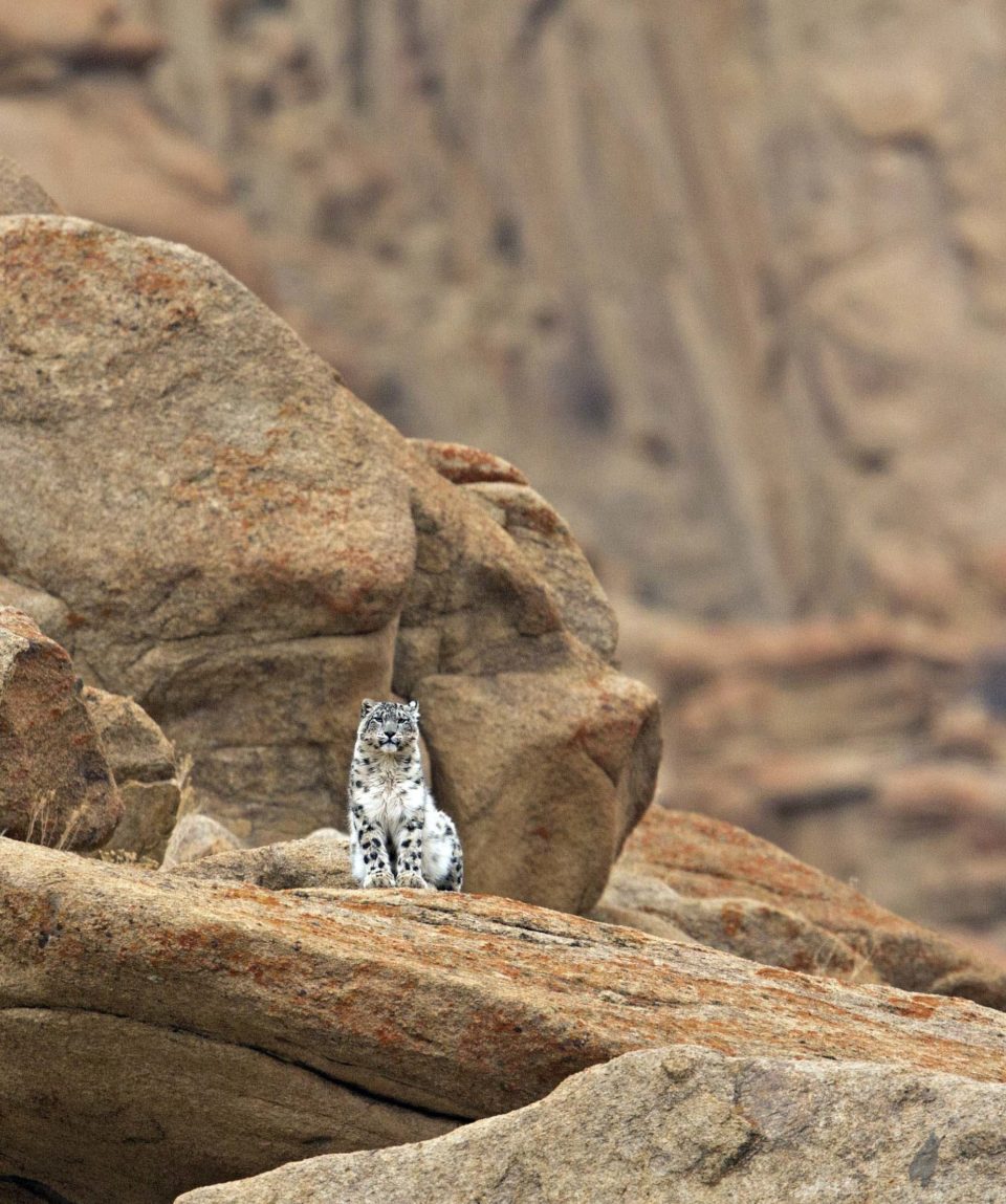 Snow-Leopard-posing-on-a-ledge-1-scaled