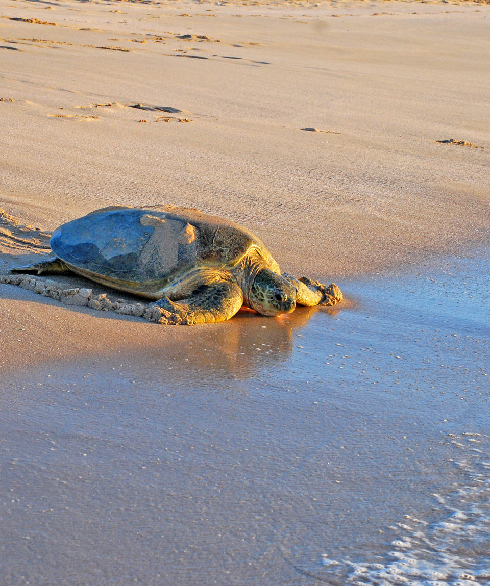 Green sea turtle, Chelonia mydas, Ras Al Jinz, Sultanate of Oman_614718650