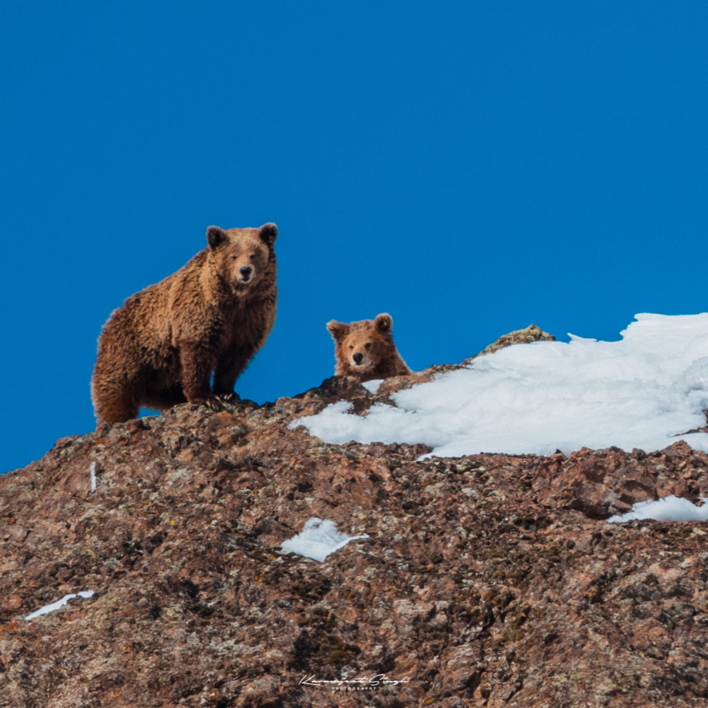 DRENMO- HIMALAYAN BROWN BEAR