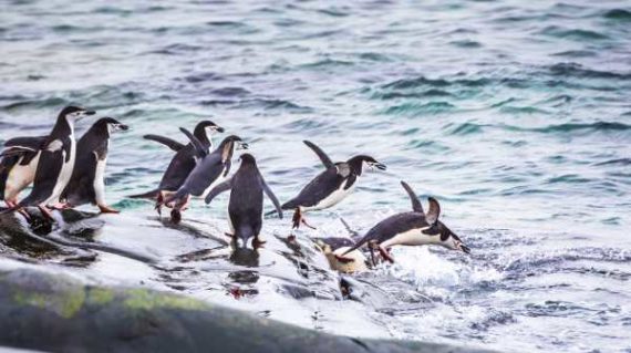 adult Chinstrap Penguins in the Antarctic Peninsula_1115324684__1540810716_1.186.60.83