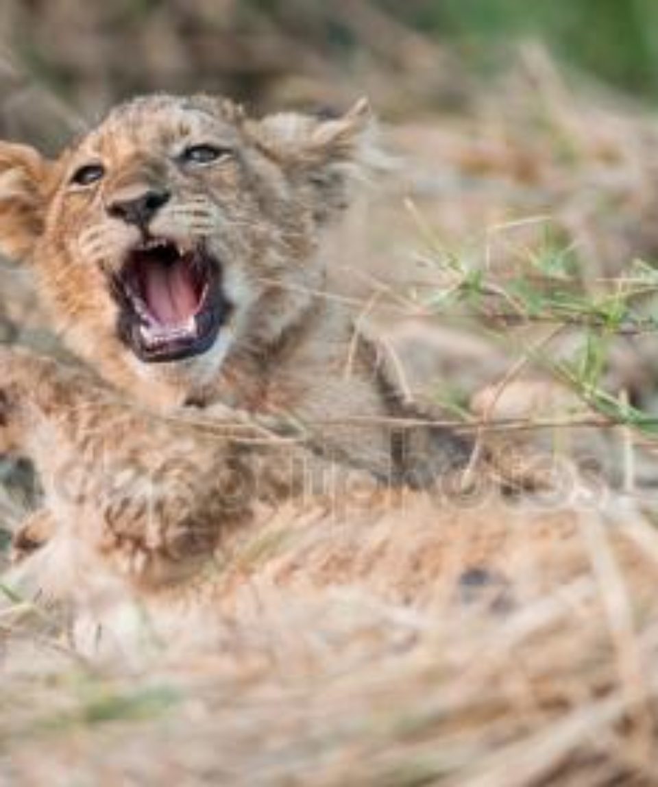 depositphotos_106854116-stock-photo-lion-cub-resting-on-the