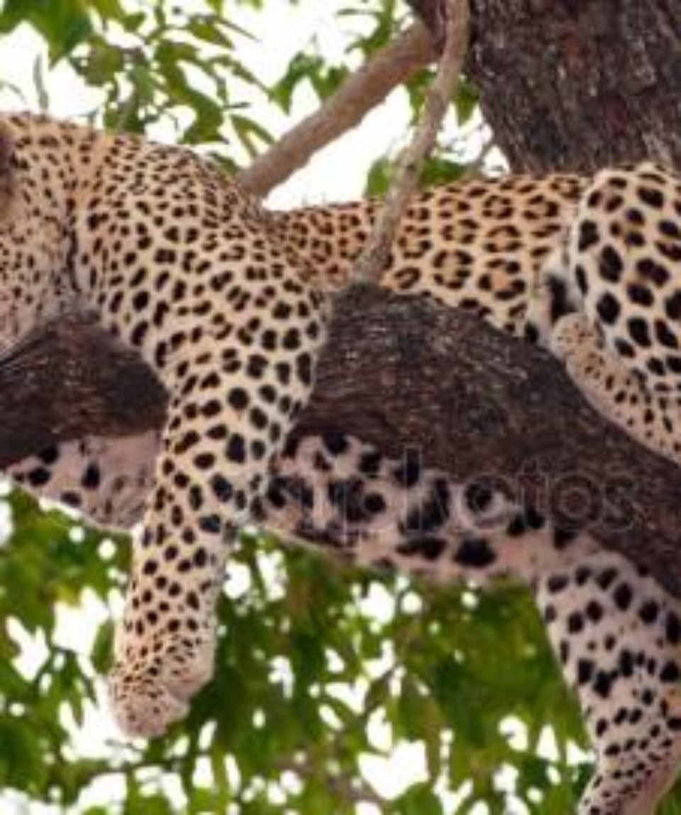 depositphotos_6949000-stock-photo-leopard-sleeping-on-the-tree (1)