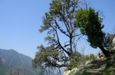 Dodital AP (2)